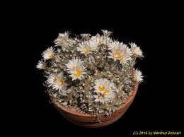 Turbinicarpus schmiedickeanus ssp. schwarzii 611